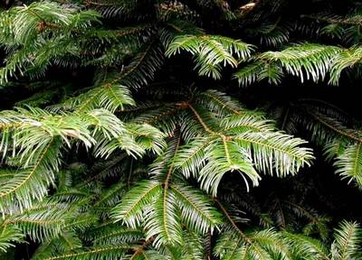 ABIES ALBA